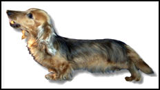 dachshund sable