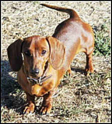 Red Smooth Dachshund