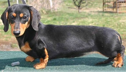 Learn more about dachshund colors