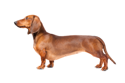dachshund standard smooth haired