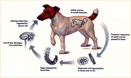what causes tapeworms in dogs