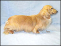 Cream Long Haired Dachshund