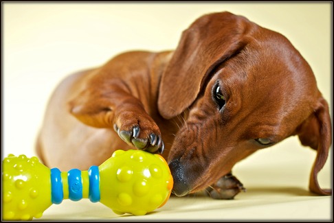 best toys for dachshunds