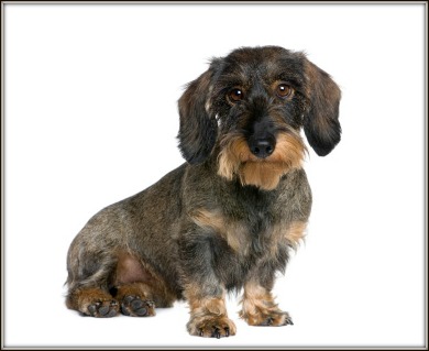 soft wire haired dachshund