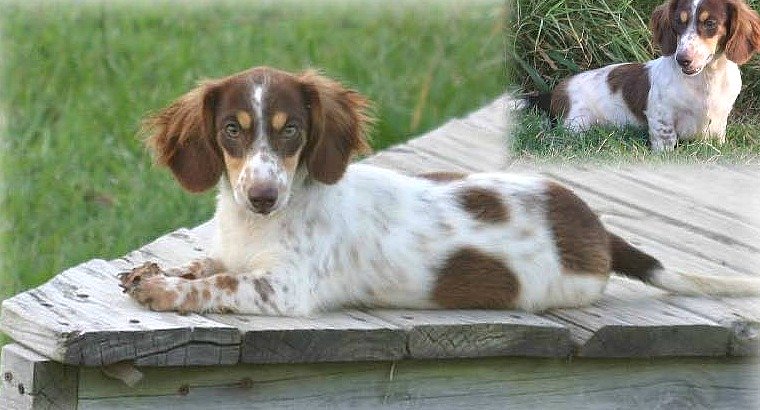 Brindle piebald dachshund fashion puppy