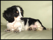 Black and white piebald long hot sale haired dachshund